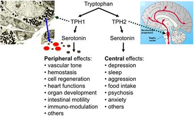 The Effects of Serotonin in Immune Cells